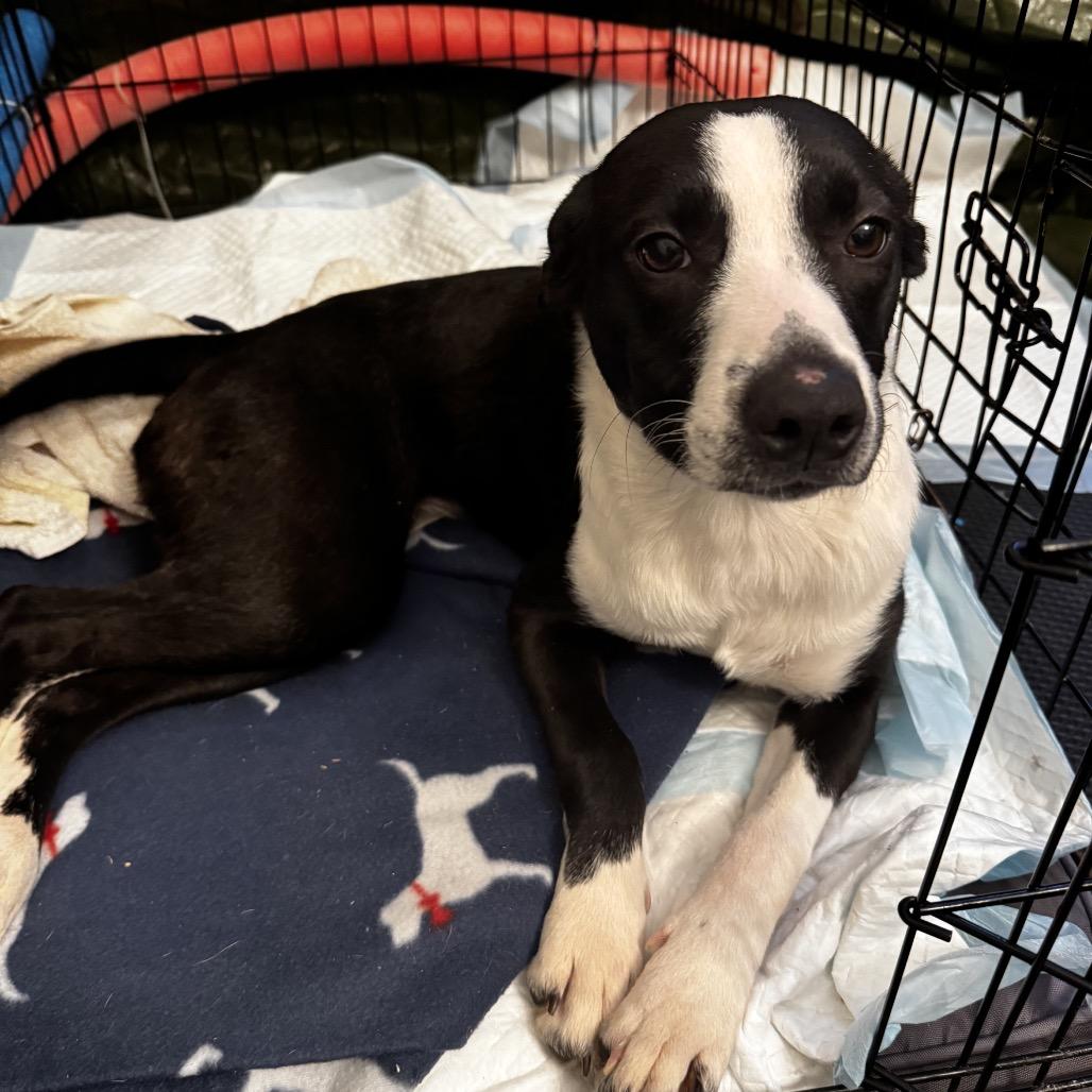 Bessie, Adoptable, Young Female Mixed Breed.