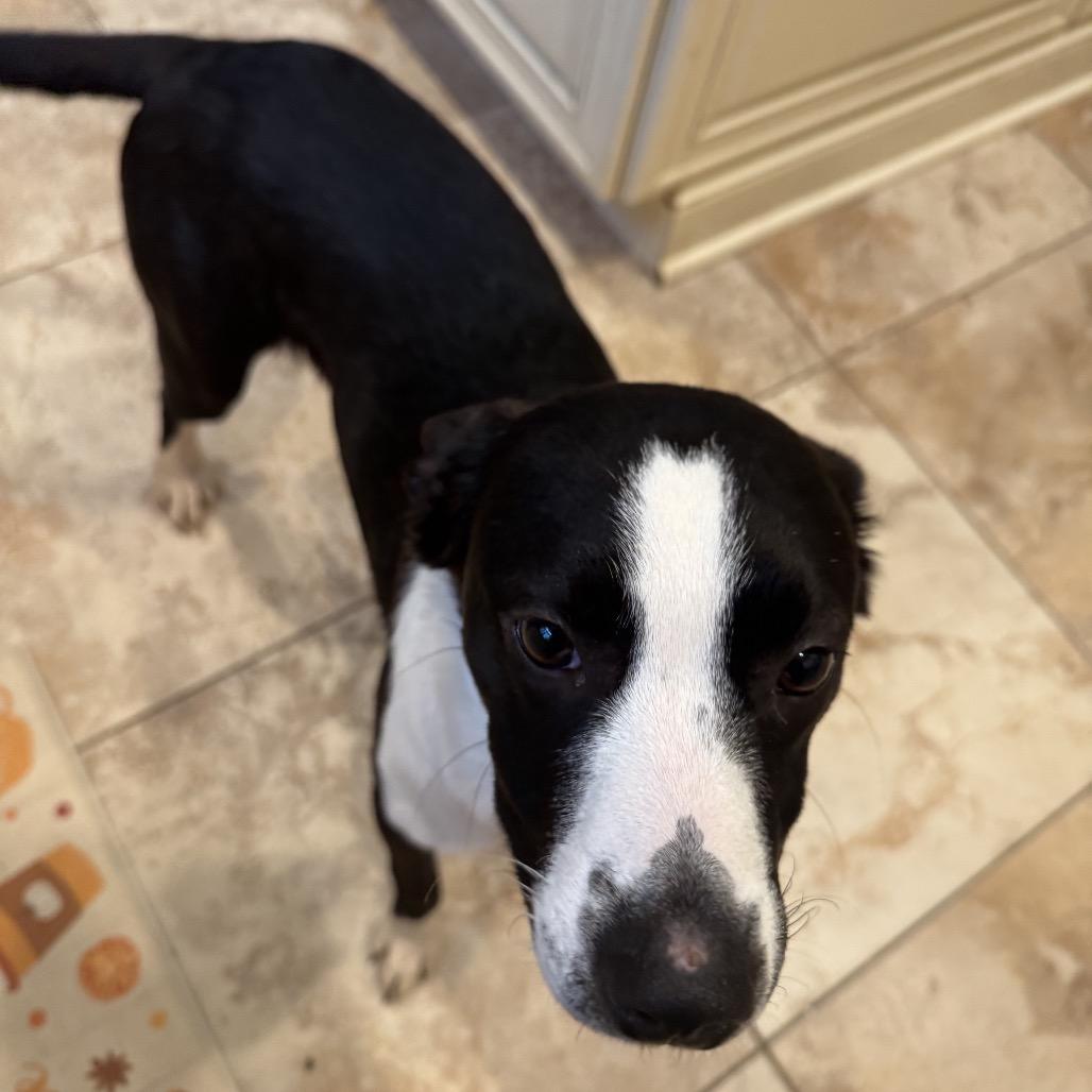 Enlarge Bessie, a Adoptable Mixed Breed in Rockville, MD image 2/6