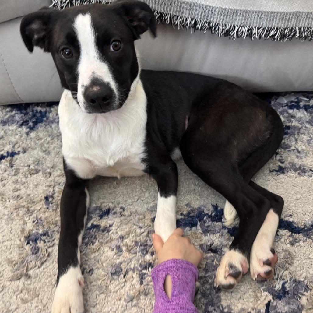 Enlarge Bessie, a Adoptable Mixed Breed in Rockville, MD image 3/6