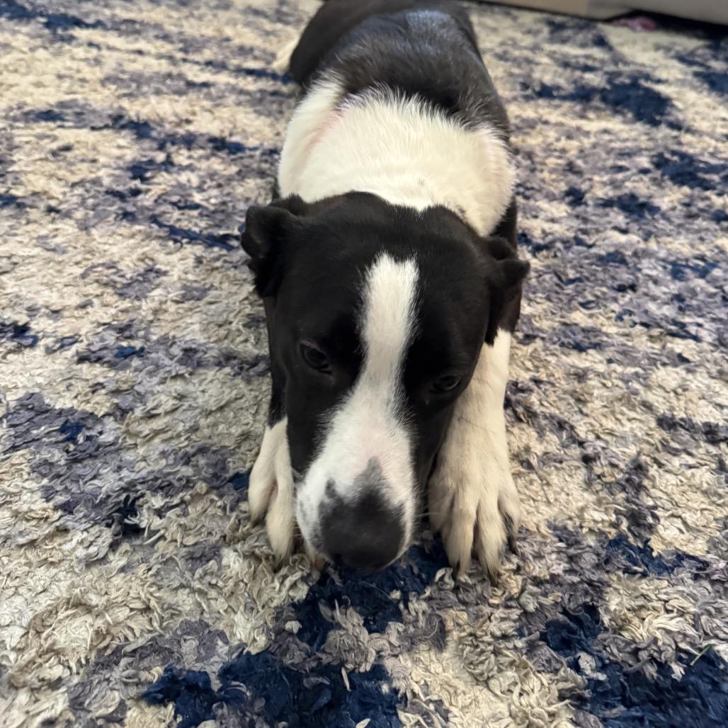 Enlarge Bessie, a Adoptable Mixed Breed in Rockville, MD image 4/6