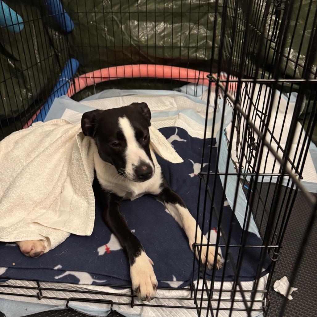 Enlarge Bessie, a Adoptable Mixed Breed in Rockville, MD image 5/6