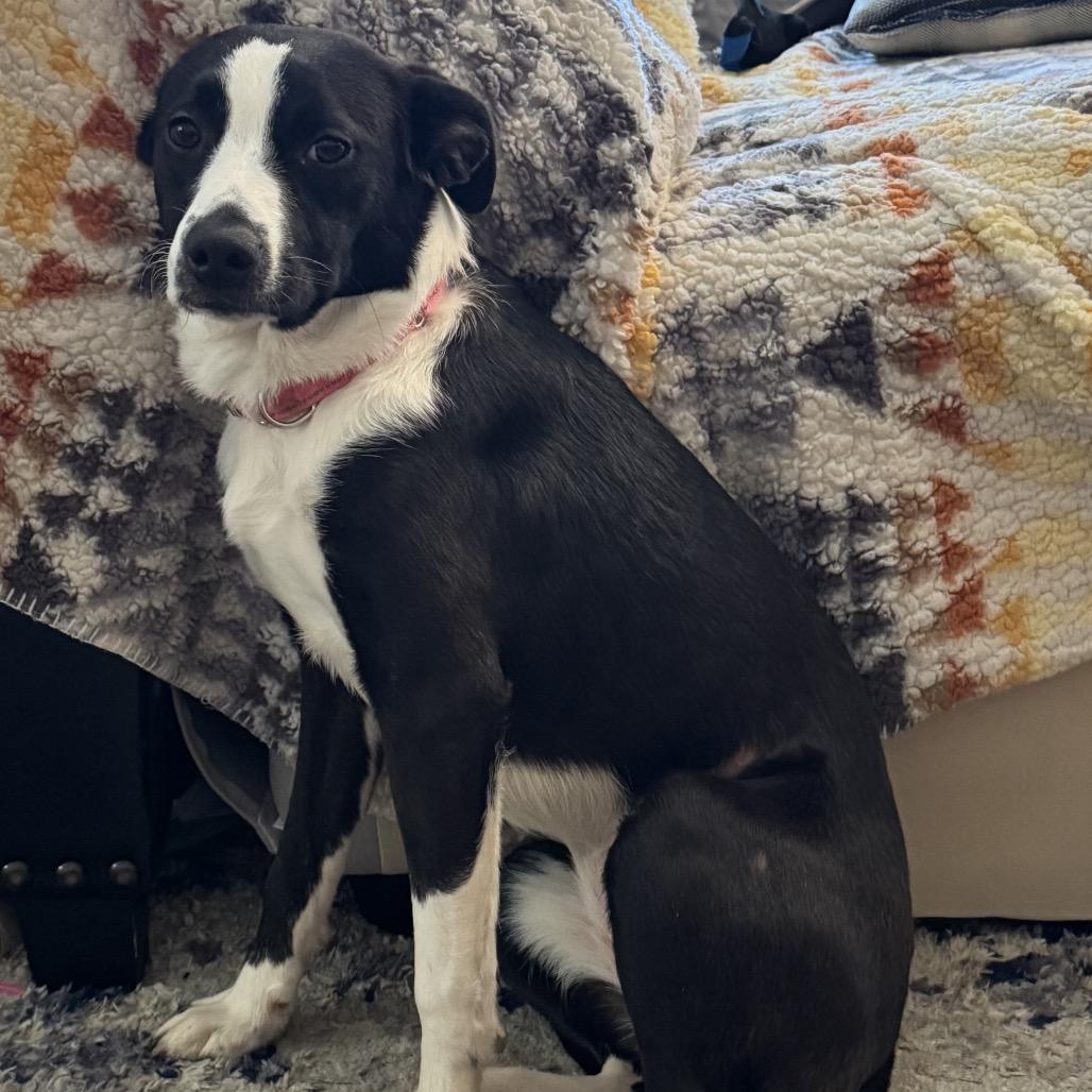 Enlarge Bessie, a Adoptable Mixed Breed in Rockville, MD image 6/6