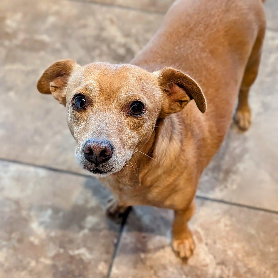 Enlarge Kash, a ADOPTABLE mixed breed in Hurricane, UT image 2/3