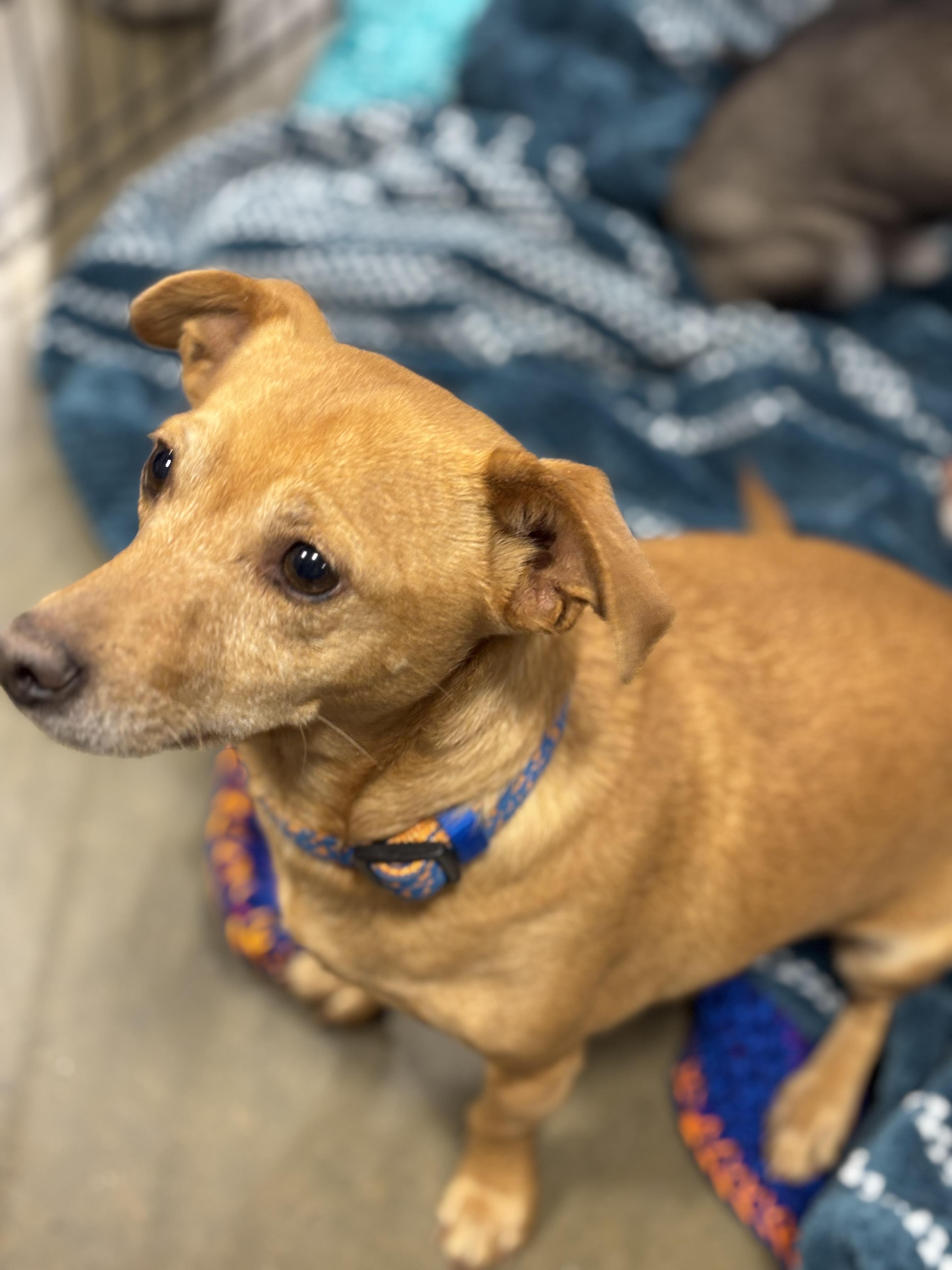 Kash, ADOPTABLE, Adult Female Chihuahua & Dachshund.