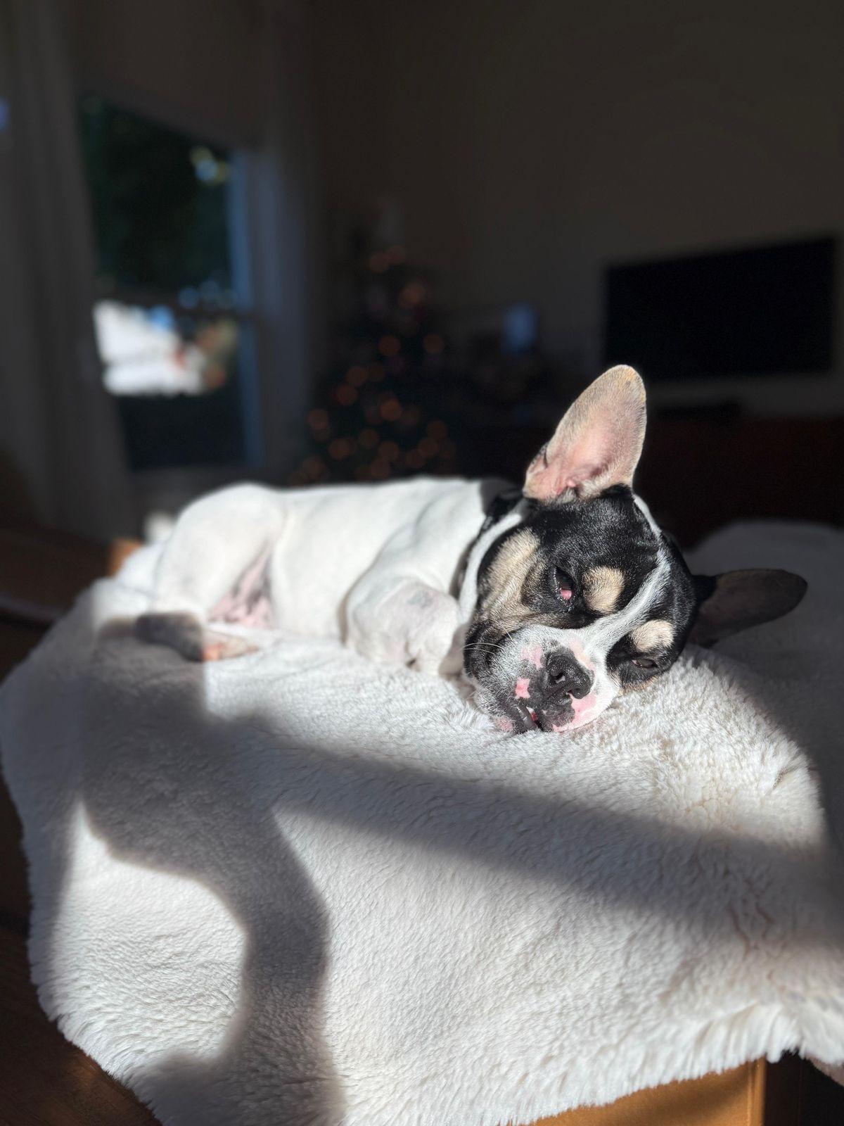 Enlarge Grace, a ADOPTABLE French Bulldog in Los Angeles, CA image 2/5