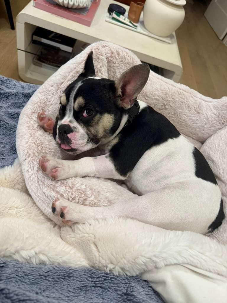 Enlarge Grace, a ADOPTABLE French Bulldog in Los Angeles, CA image 3/5
