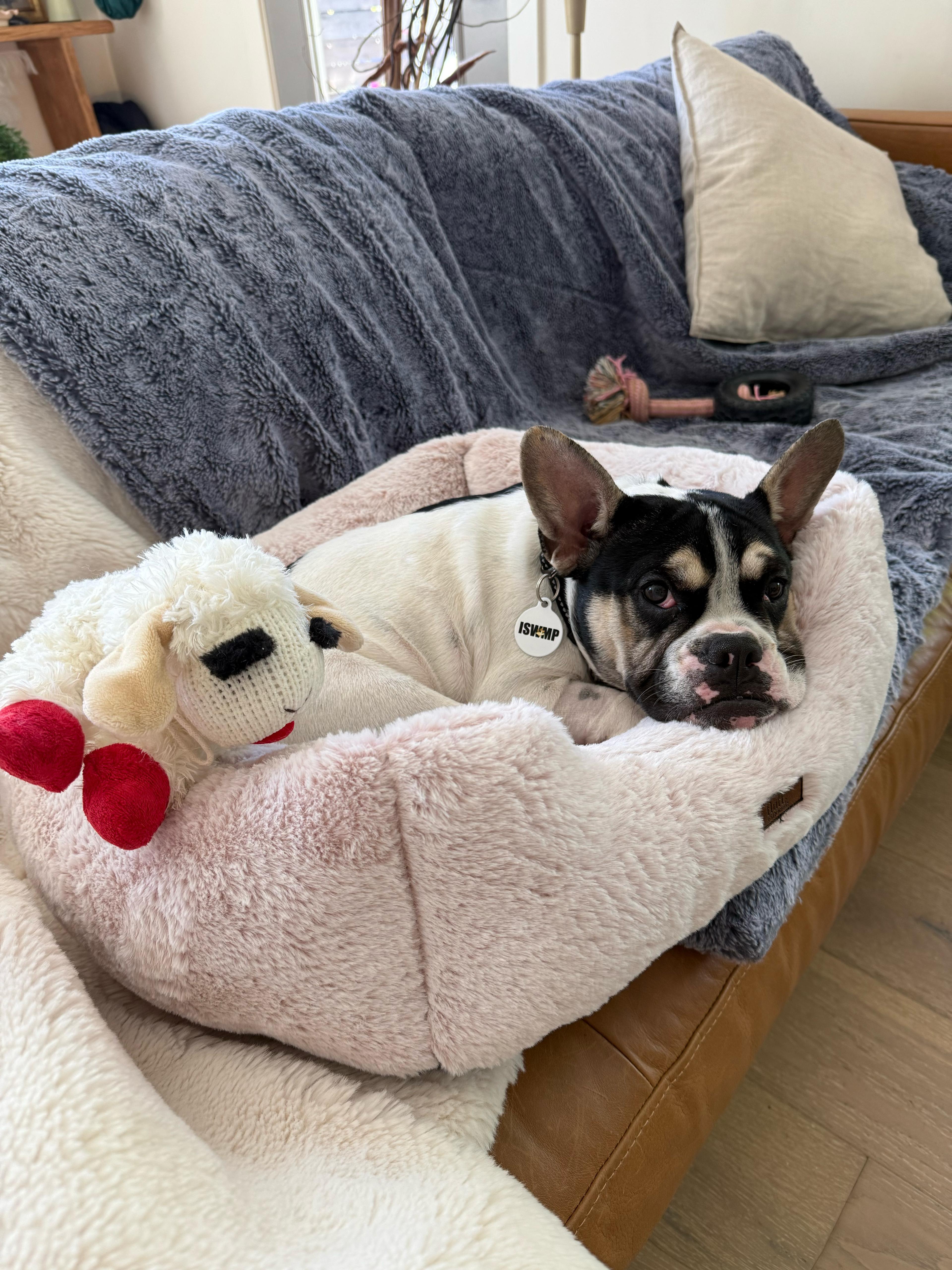 Enlarge Grace, a ADOPTABLE French Bulldog in Los Angeles, CA image 5/5