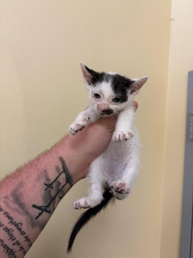 Fender, Adoptable, Kitten Male Domestic Short Hair.