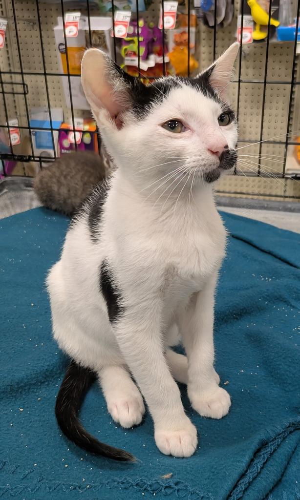 Enlarge Fender, a Adoptable mixed breed in Florence, SC image 2/3