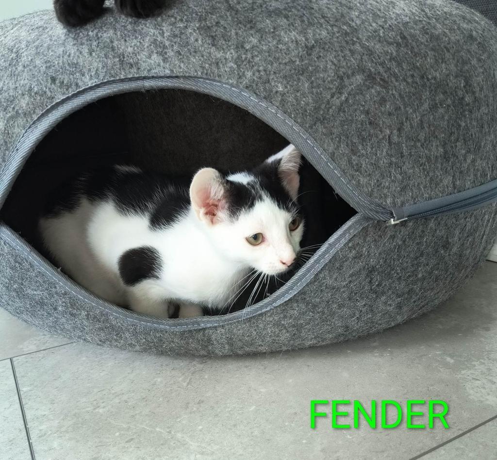 Enlarge Fender, a Adoptable mixed breed in Florence, SC image 3/3