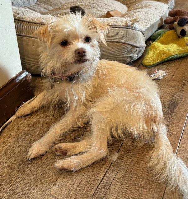 Princess, Adoptable, Young Female Terrier.