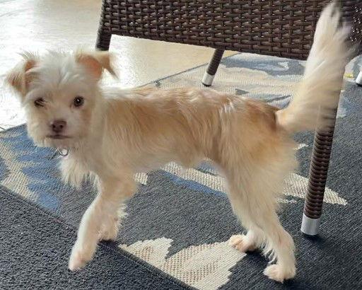 Princess, a Adoptable Terrier in Cuba, NY image 2/2