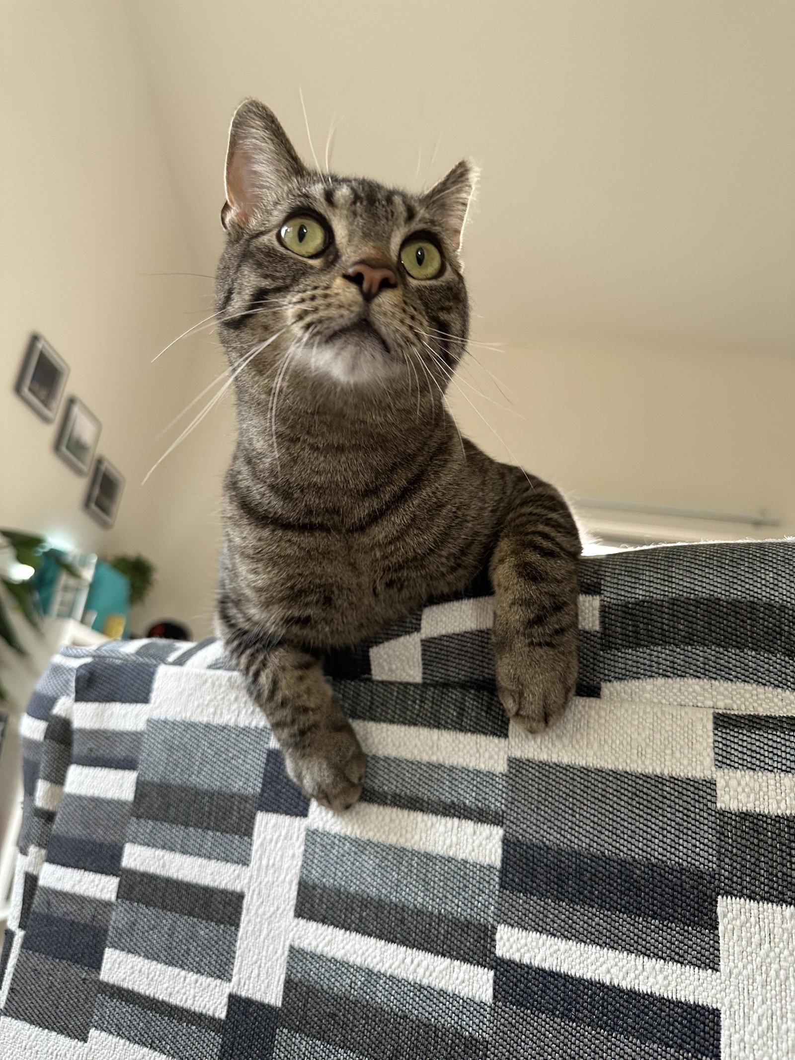 Enlarge Jingle, a Adoptable mixed breed in Walled Lake, MI image 1/3
