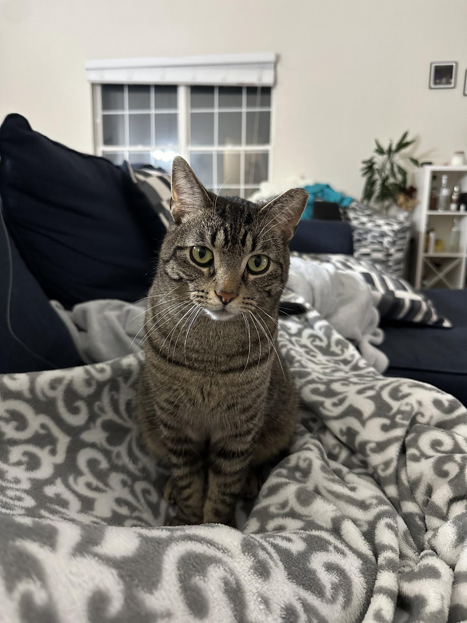 Enlarge Jingle, a Adoptable mixed breed in Walled Lake, MI image 2/3