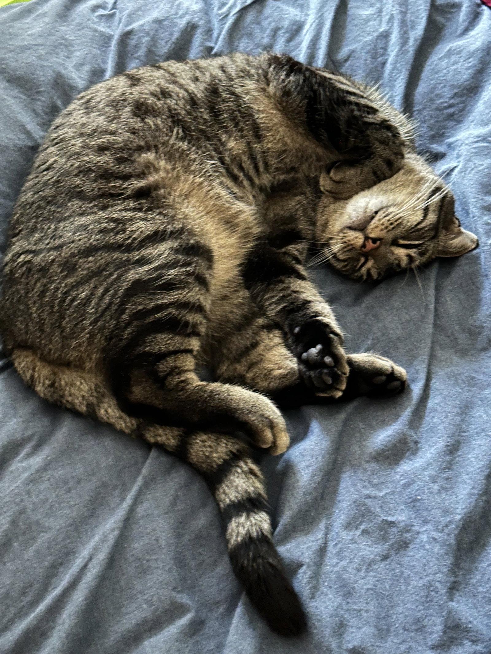 Enlarge Jingle, a Adoptable mixed breed in Walled Lake, MI image 3/3