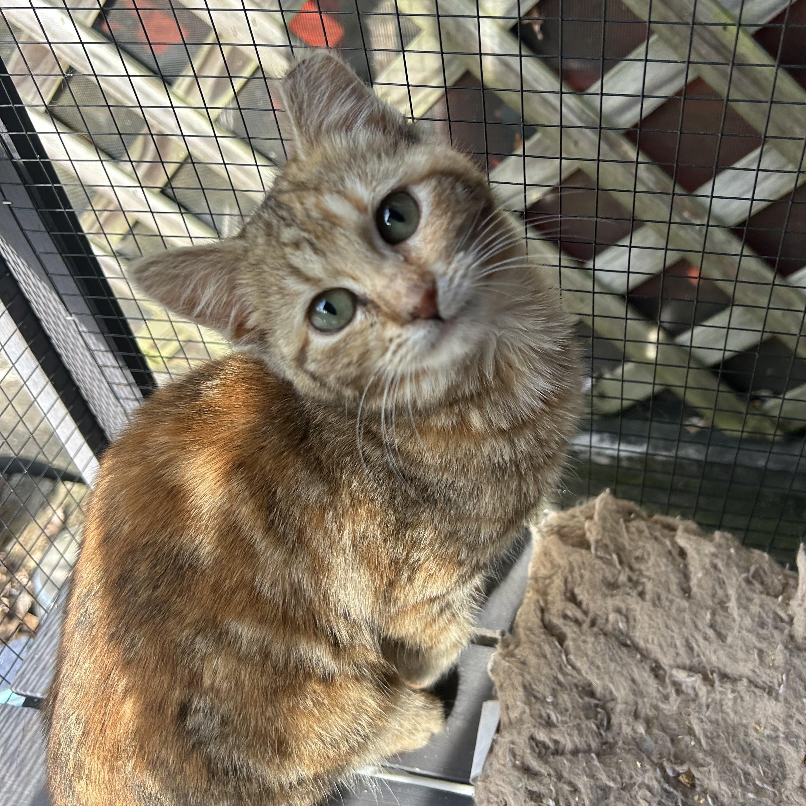 Enlarge Jupiter & Europa , a ADOPTABLE Domestic Short Hair in Fort Oglethorpe, GA image 6/6