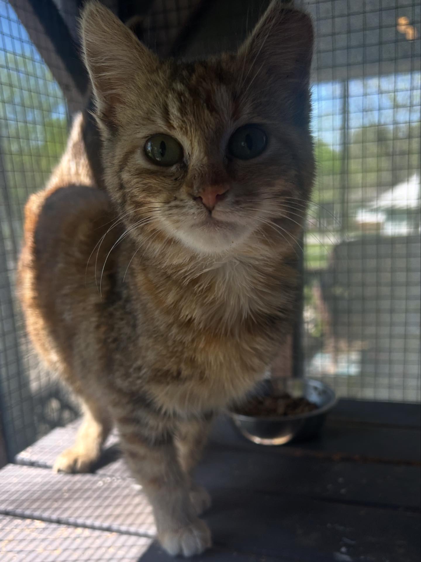 Enlarge Jupiter & Europa , a ADOPTABLE Domestic Short Hair in Fort Oglethorpe, GA image 2/6