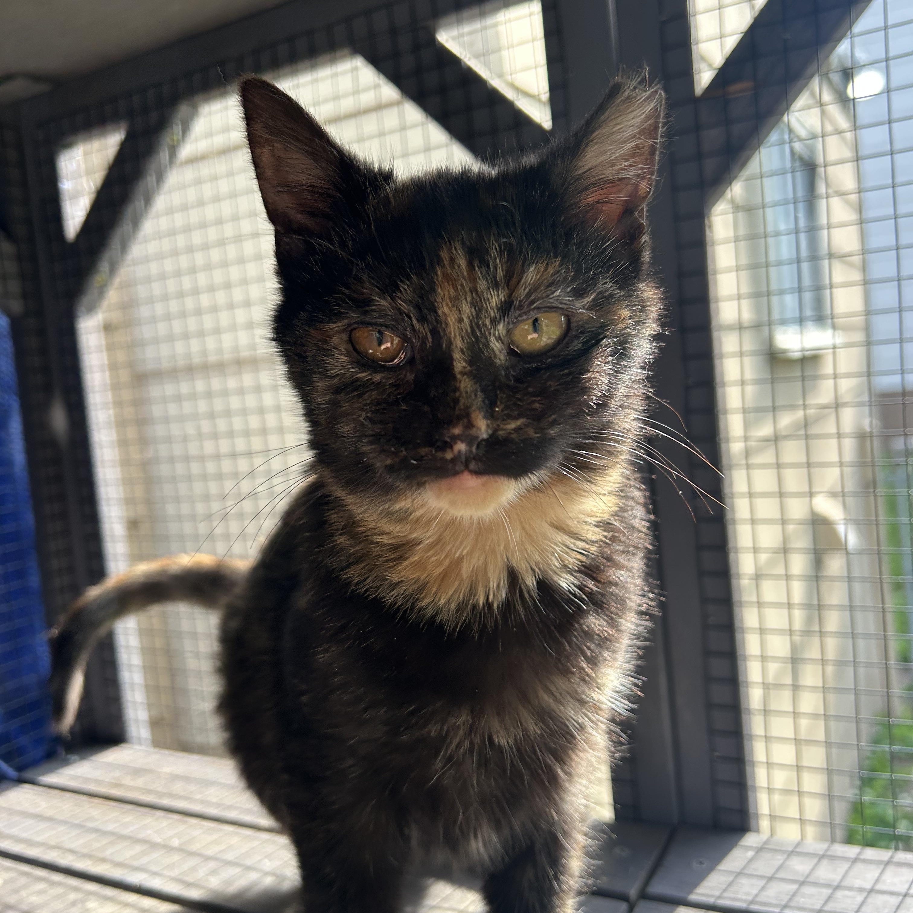 Enlarge Jupiter & Europa , a ADOPTABLE Domestic Short Hair in Fort Oglethorpe, GA image 1/6
