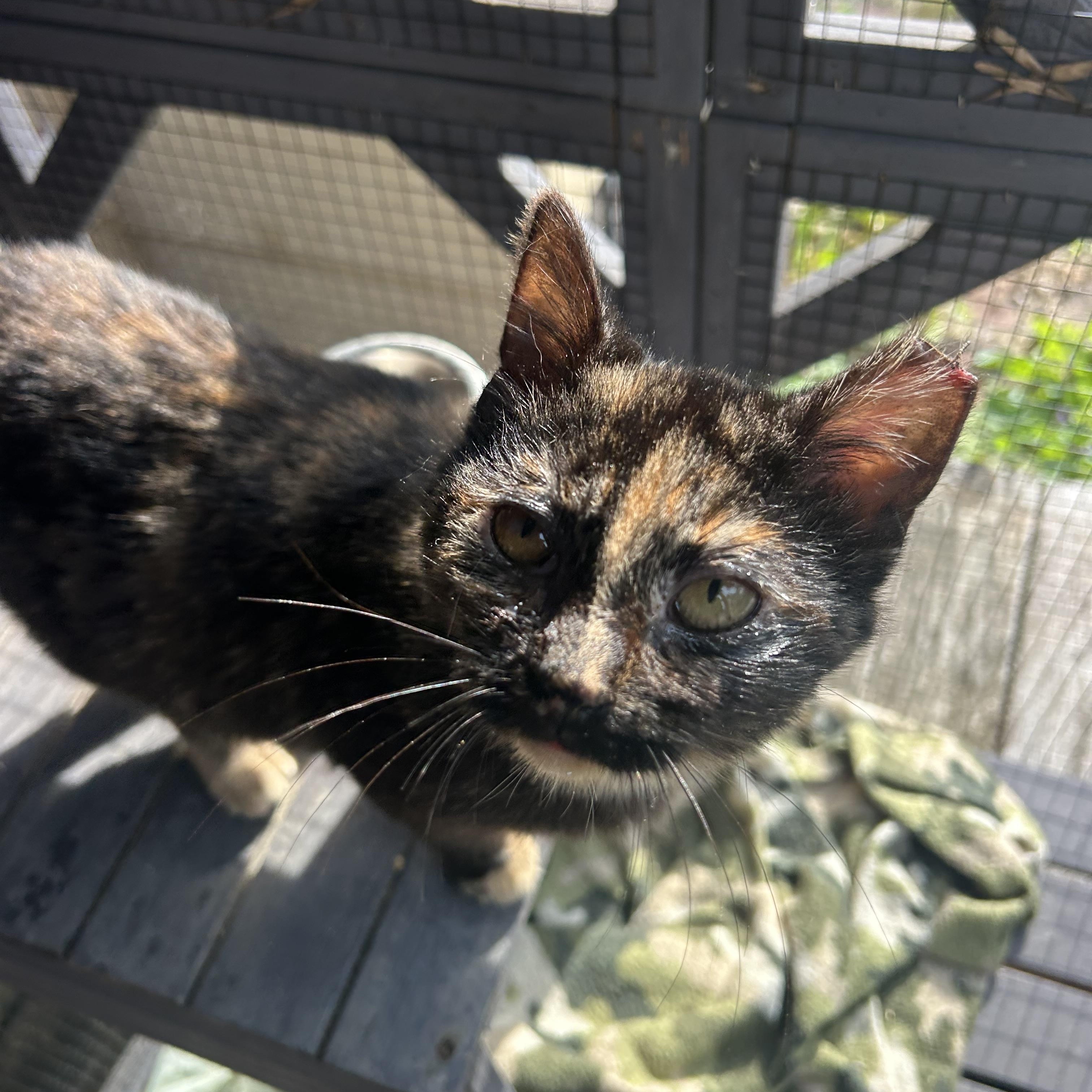 Enlarge Jupiter & Europa , a ADOPTABLE Domestic Short Hair in Fort Oglethorpe, GA image 5/6