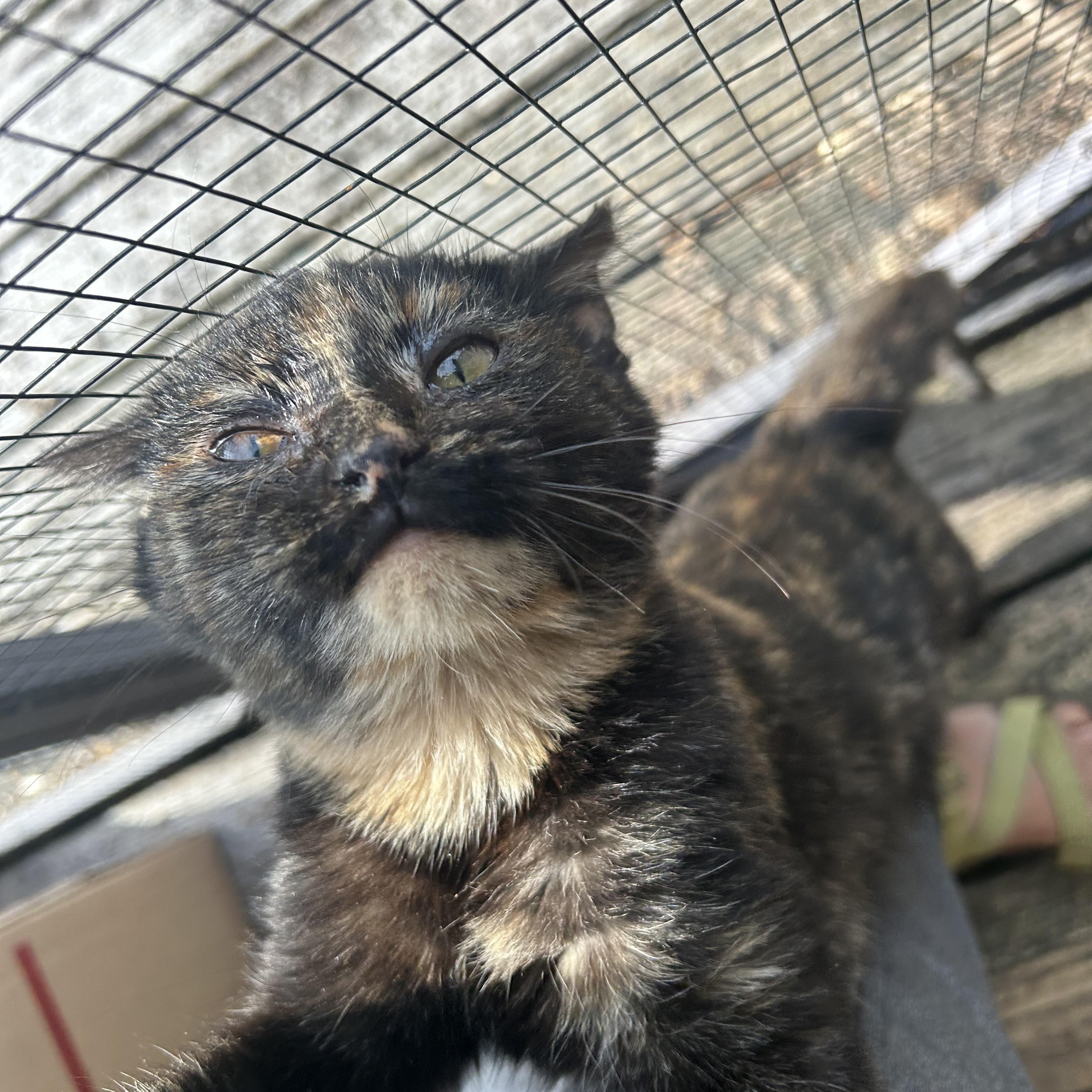 Enlarge Jupiter & Europa , a ADOPTABLE Domestic Short Hair in Fort Oglethorpe, GA image 3/6