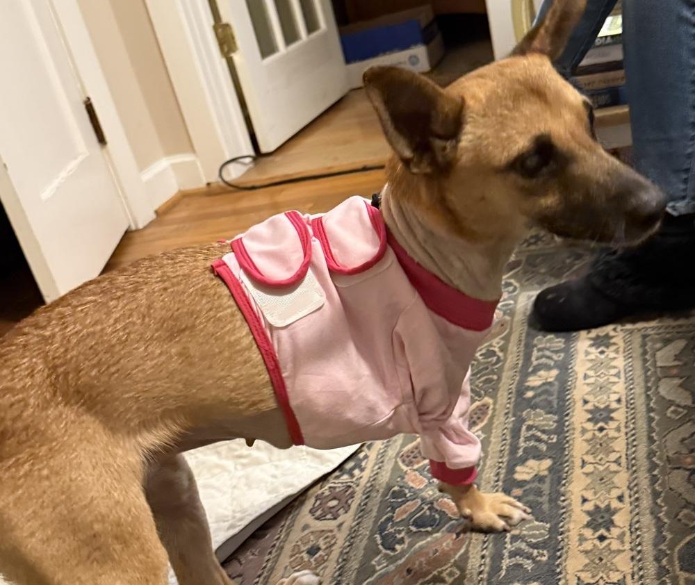 Enlarge Pita chip, a Adoptable mixed breed in Willingboro, NJ image 1/3