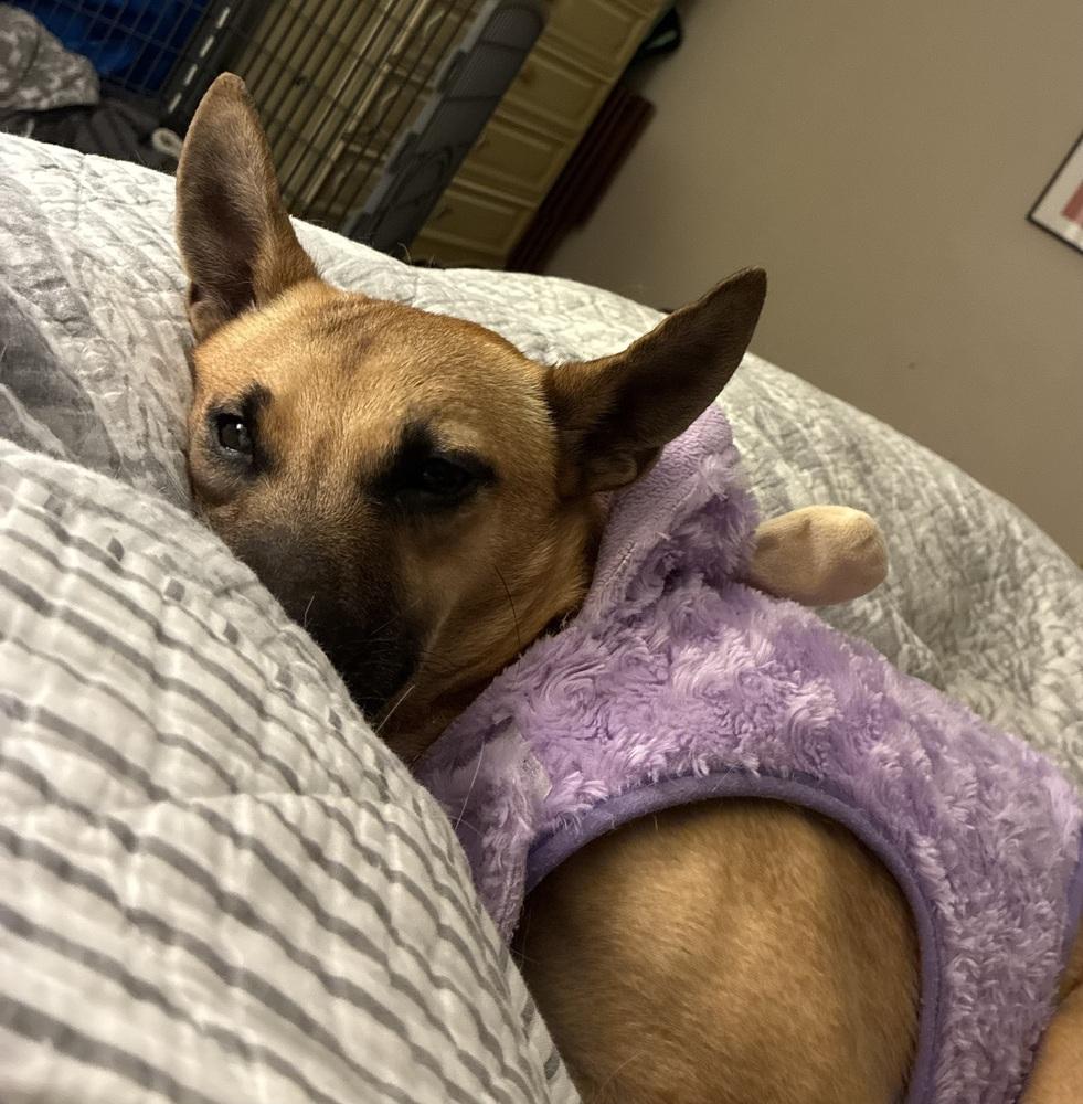 Enlarge Pita chip, a Adoptable mixed breed in Willingboro, NJ image 2/3