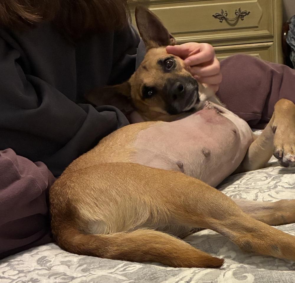 Enlarge Pita chip, a Adoptable mixed breed in Willingboro, NJ image 3/3