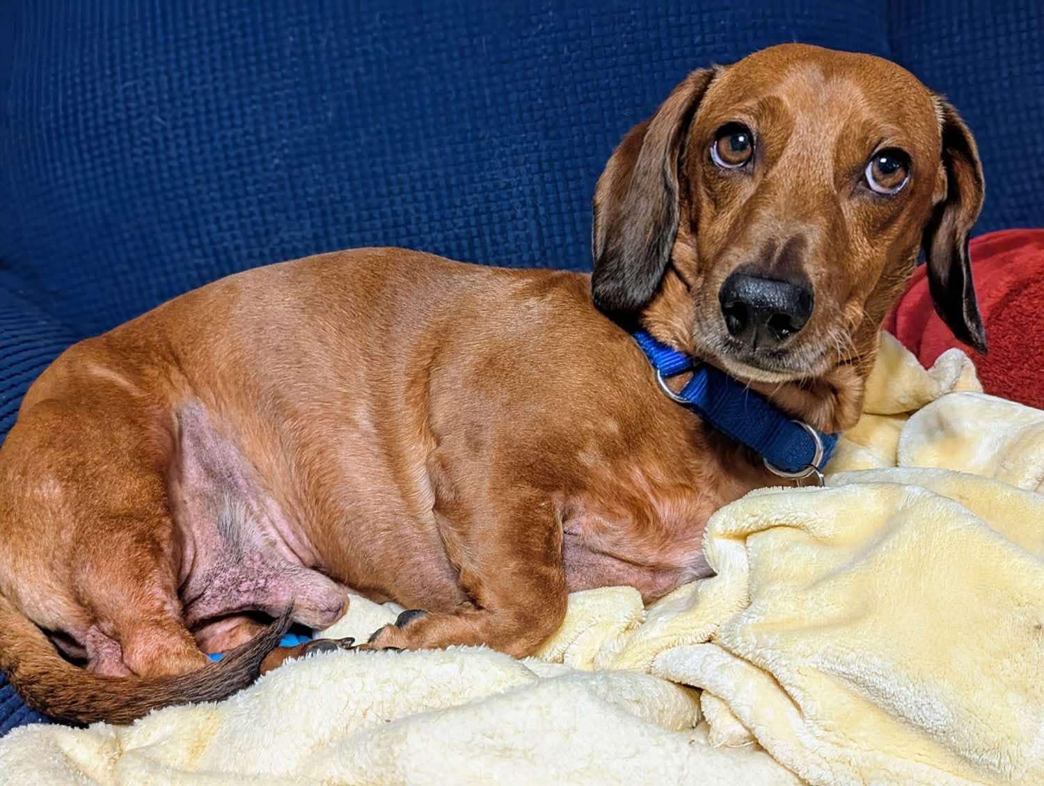 Enlarge Dash, a Adopted Dachshund in Plant City, FL image 2/3