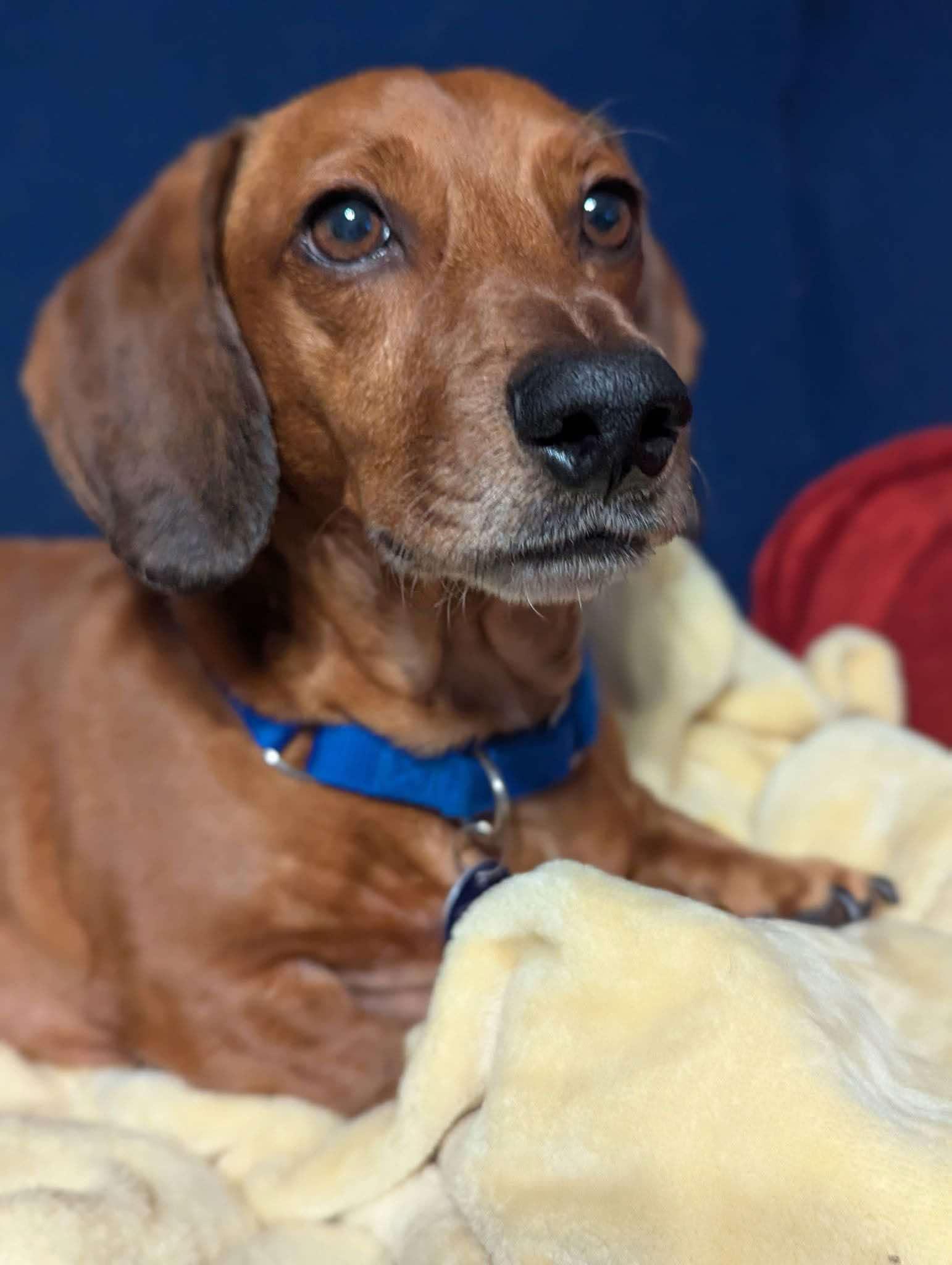 Enlarge Dash, a Adopted Dachshund in Plant City, FL image 1/3