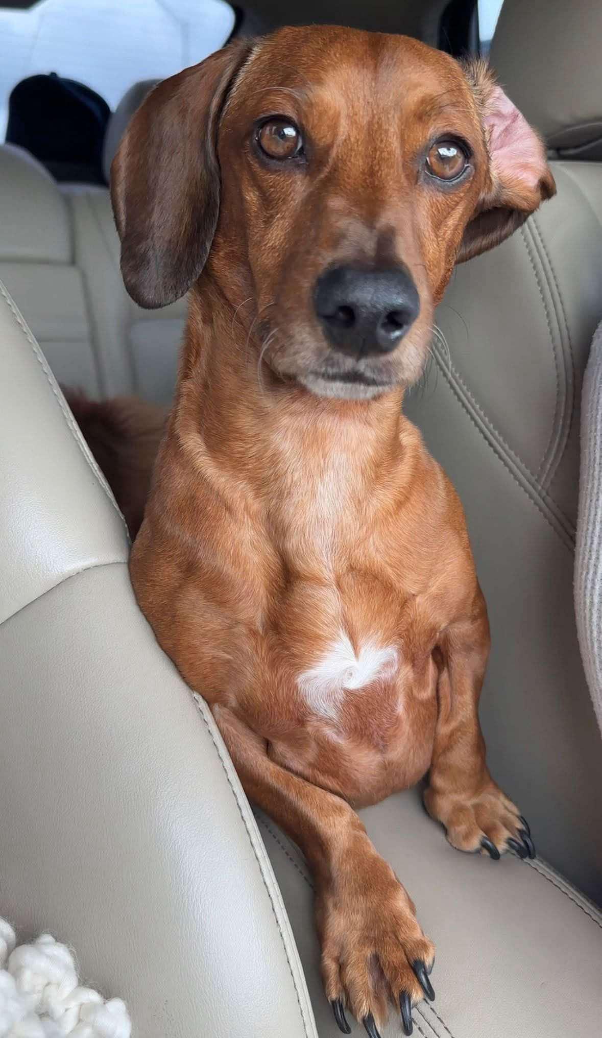 Enlarge Dash, a Adopted Dachshund in Plant City, FL image 3/3