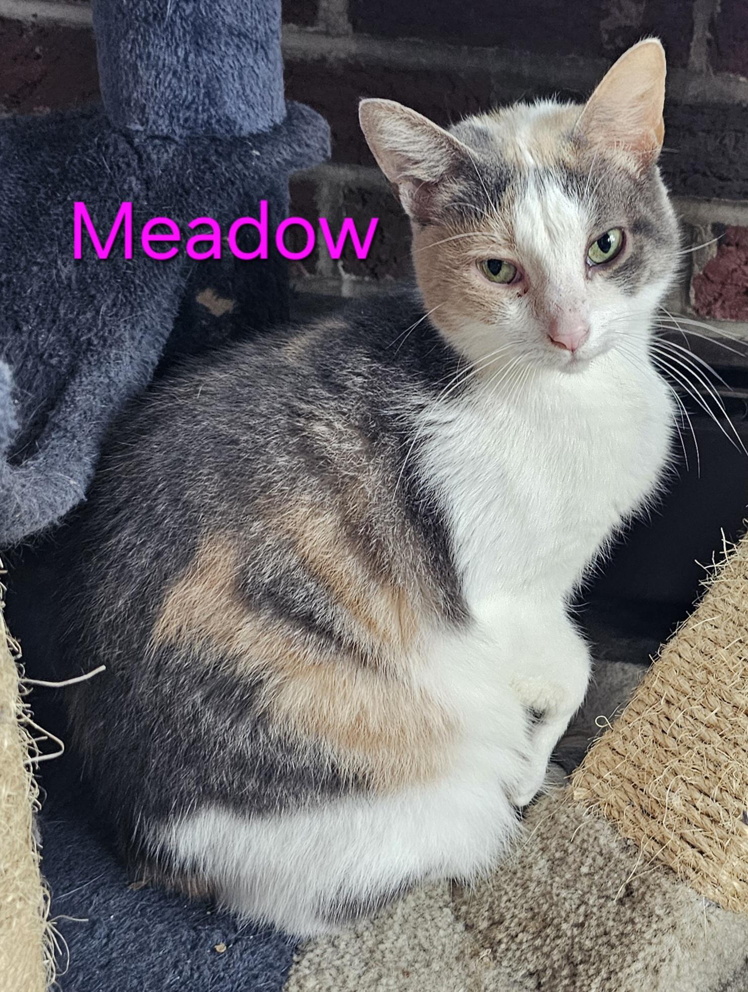 Meadow, Adoptable, Adult Male Domestic Short Hair.