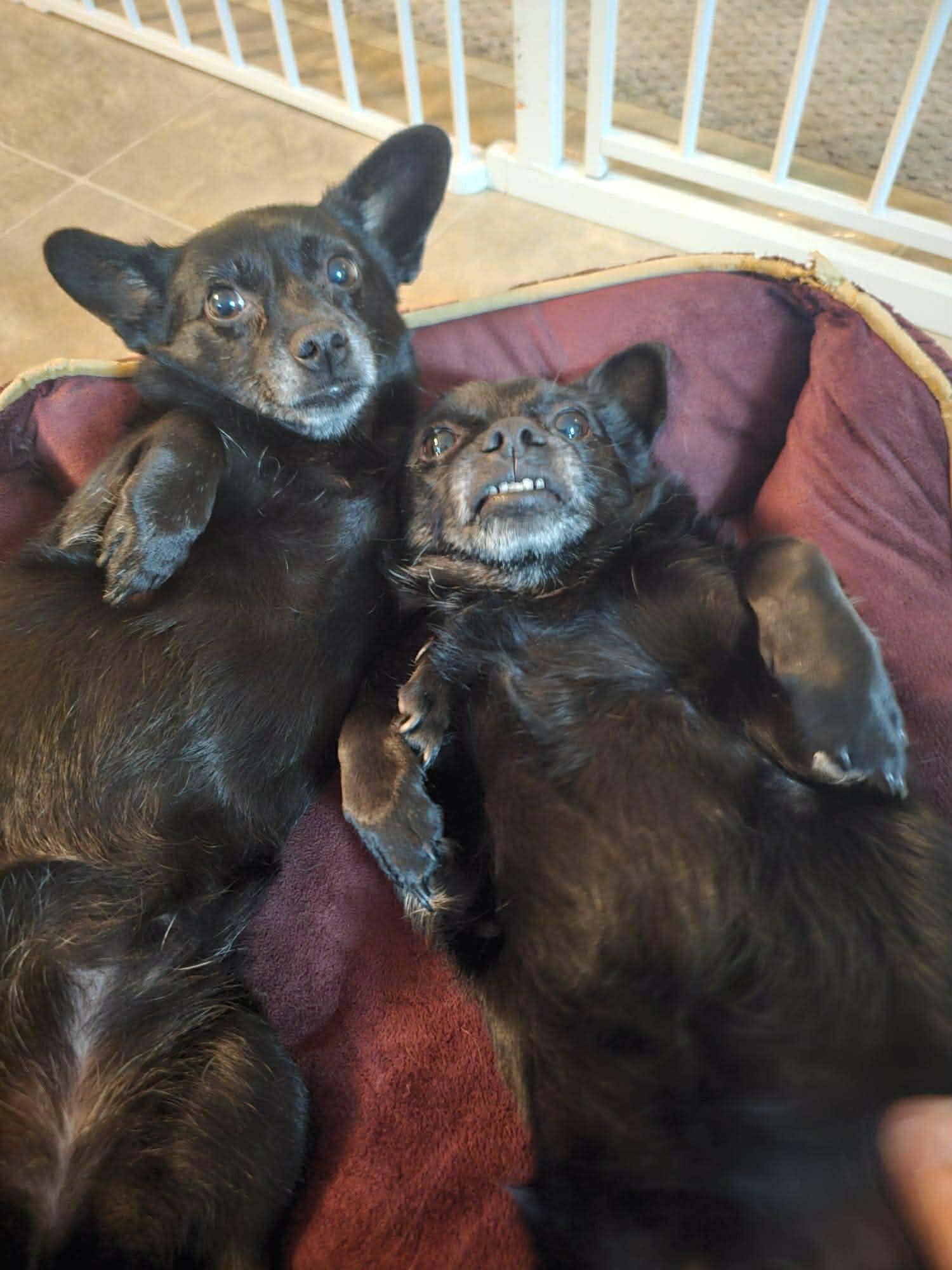 Enlarge Blue & BeBe (Bonded Pair), an adopted mixed breed in Winnipeg, MB image 1/5