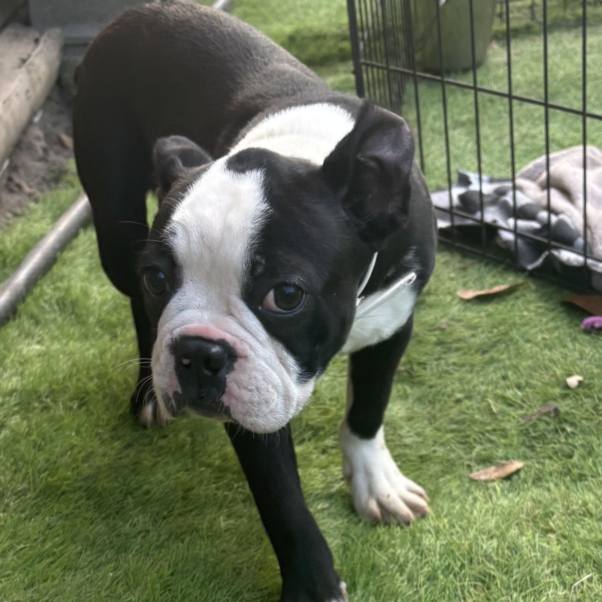 Oliver, ADOPTABLE, Adult Male Boston Terrier.