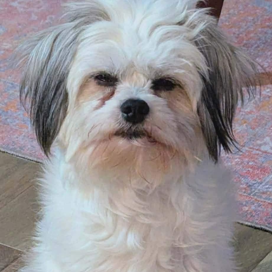 Enlarge Bobby, a ADOPTABLE mixed breed in Homer Glen, IL image 4/6