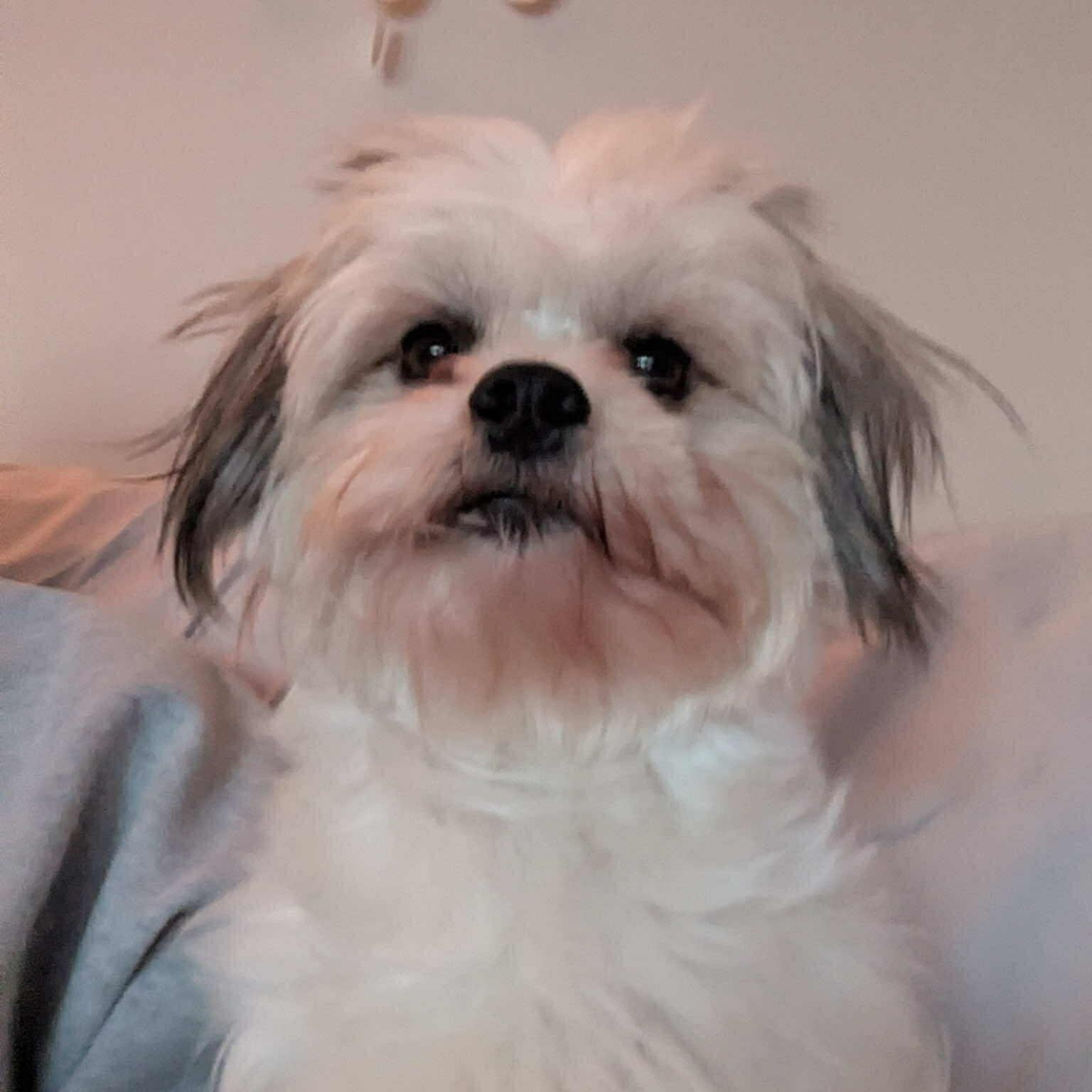 Enlarge Bobby, a ADOPTABLE mixed breed in Homer Glen, IL image 3/6