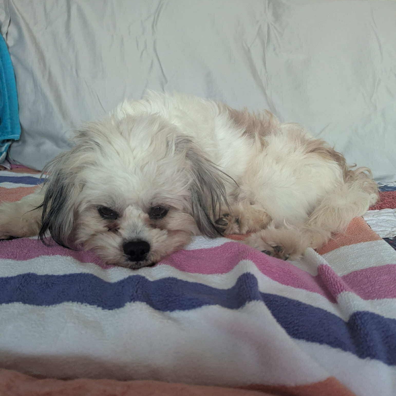 Enlarge Bobby, a ADOPTABLE mixed breed in Homer Glen, IL image 5/6