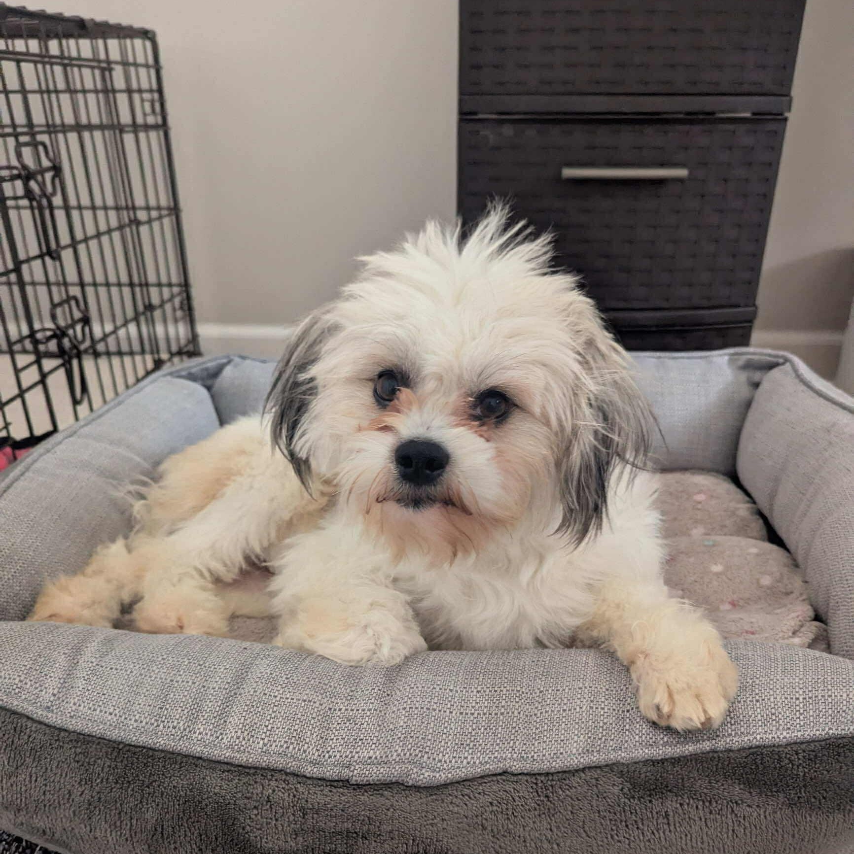 Enlarge Bobby, a ADOPTABLE mixed breed in Homer Glen, IL image 1/6