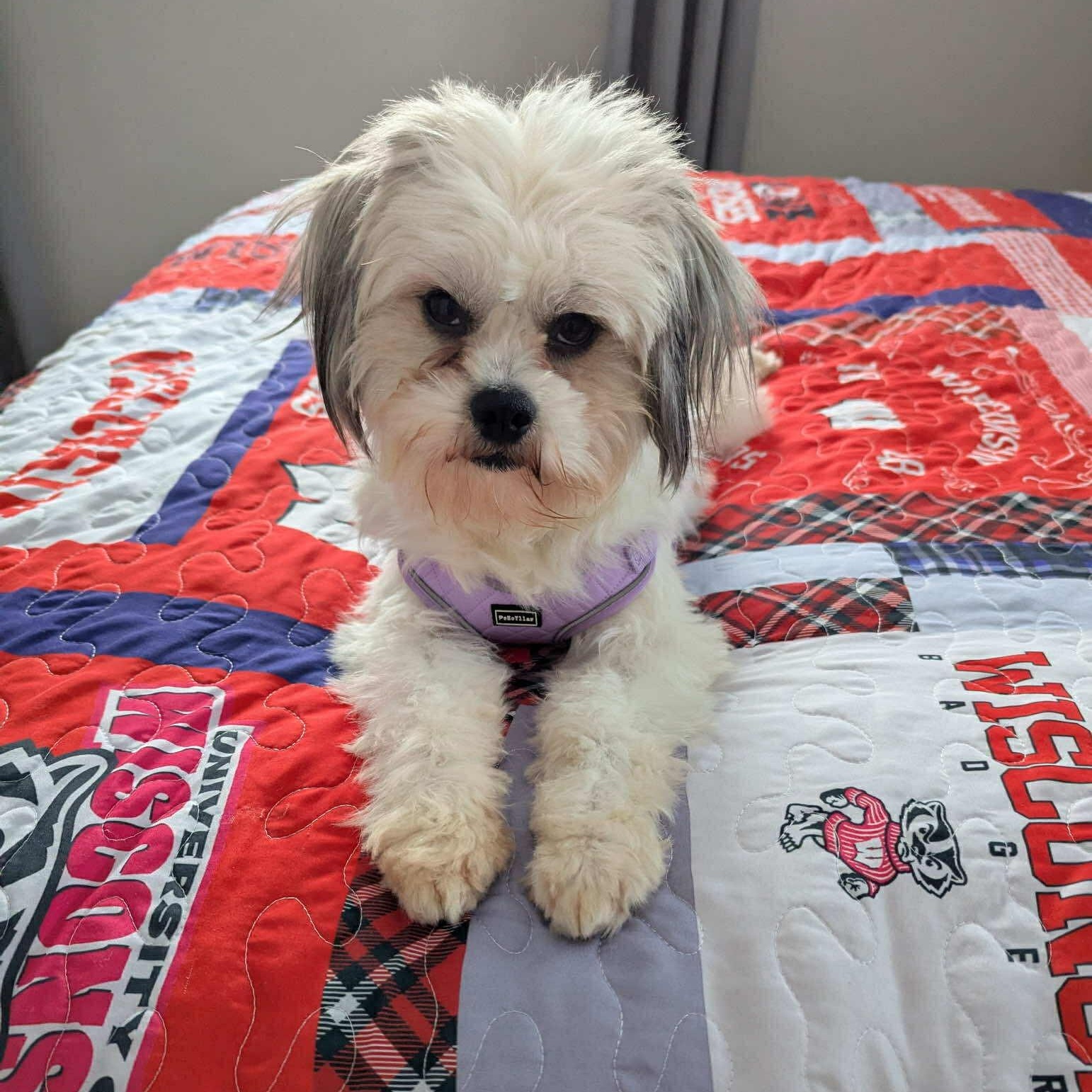 Enlarge Bobby, a ADOPTABLE mixed breed in Homer Glen, IL image 2/6