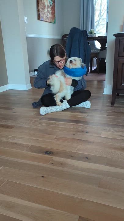 Enlarge Bobby, a ADOPTABLE mixed breed in Homer Glen, IL video 6/6