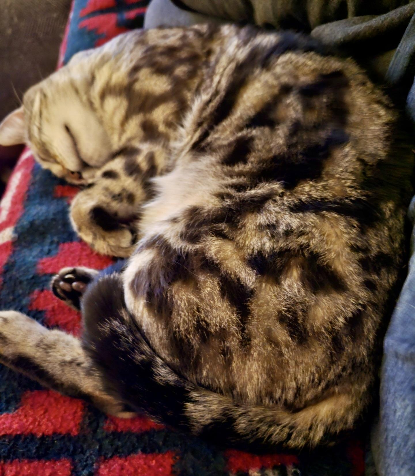 Enlarge Leo, a ADOPTABLE Bengal in BLACK MOUNTAIN, NC image 3/3