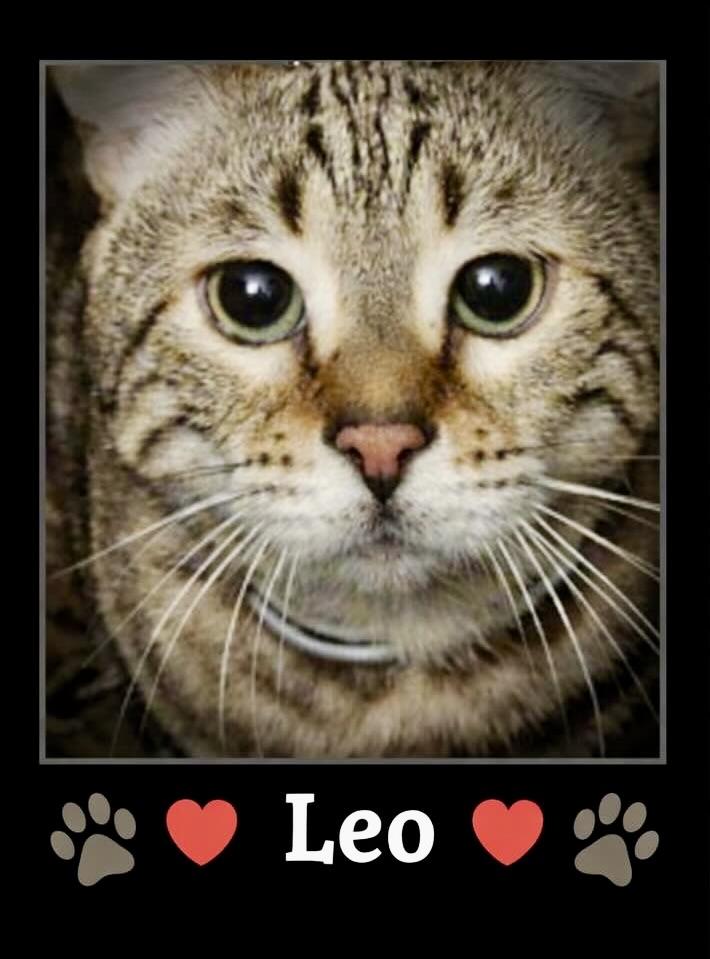 Leo, ADOPTABLE, Adult Male Bengal.