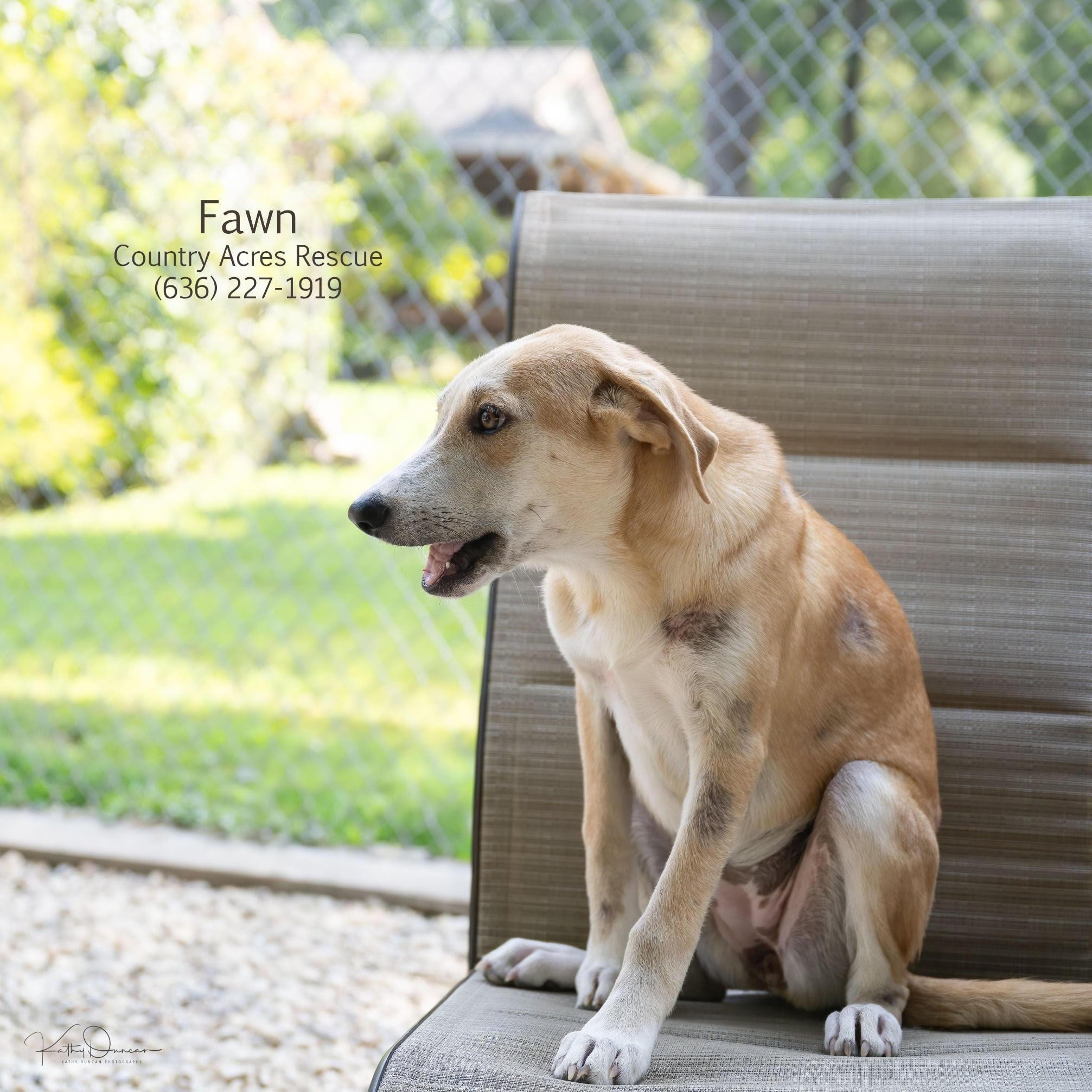 Fawn
