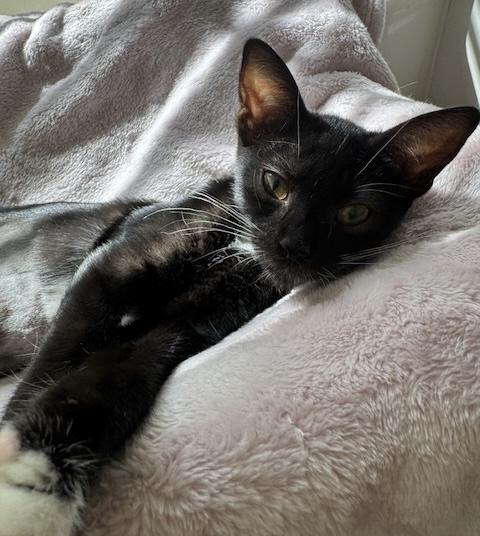 Enlarge Rosalee, a Adoptable Domestic Short Hair in Columbia, SC image 2/2