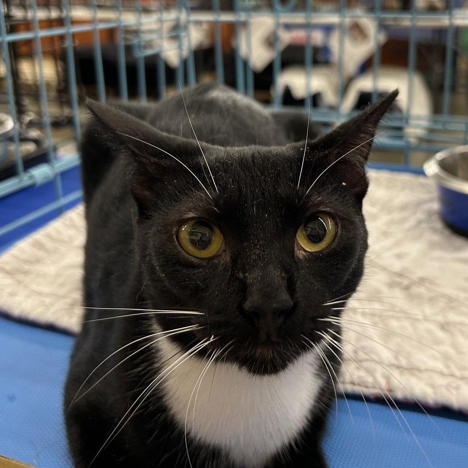 Enlarge Rosalee, a Adoptable Domestic Short Hair in Columbia, SC image 1/2