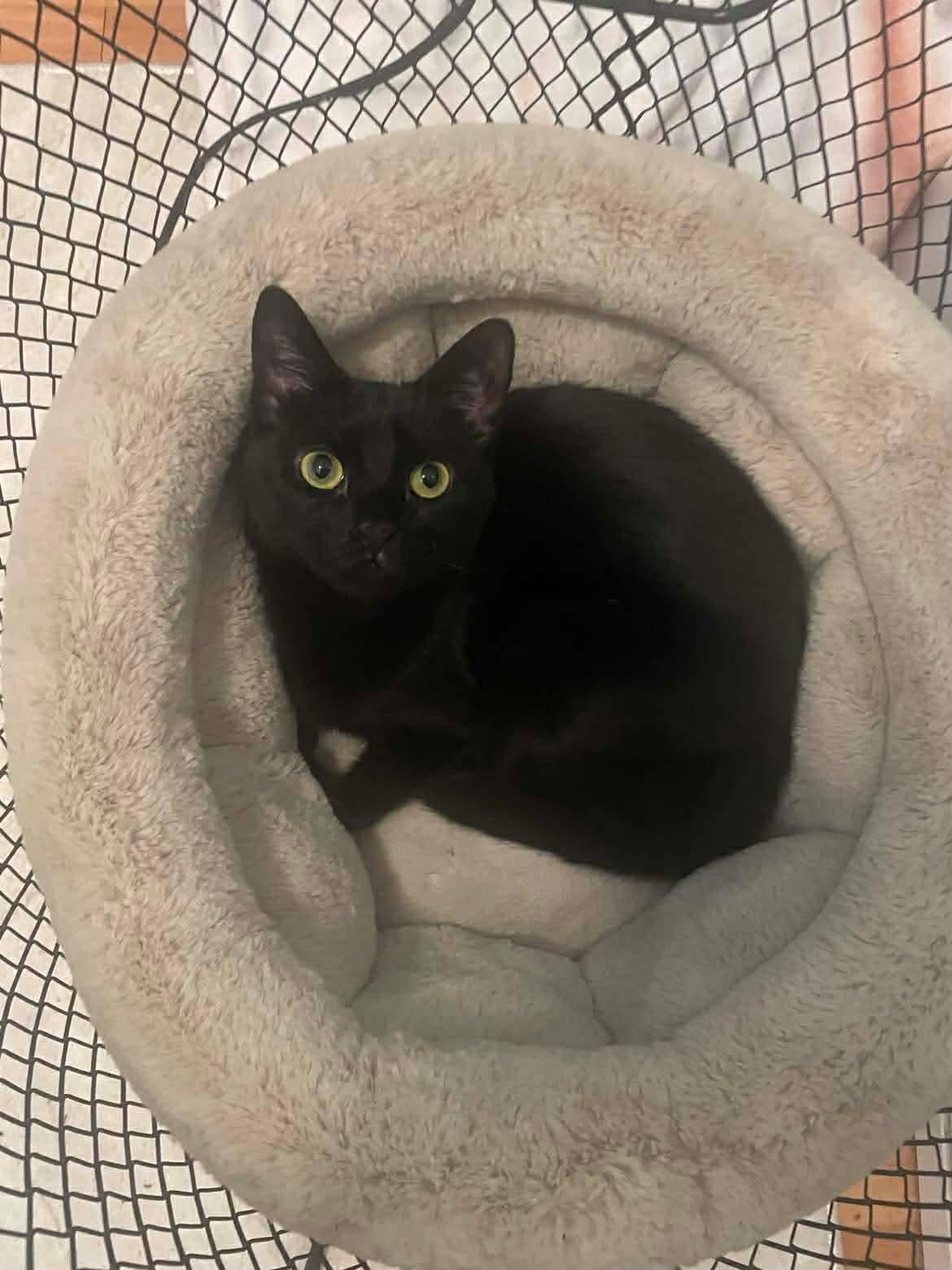 Enlarge Pearl, a Adoptable Domestic Short Hair in Brooklyn, NY image 1/6