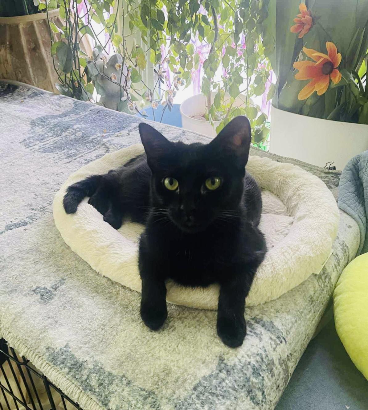 Enlarge Pearl, a Adoptable Domestic Short Hair in Brooklyn, NY image 3/6