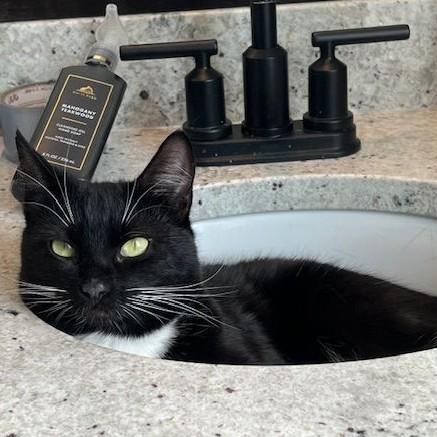 Franky Domestic Short Hair Cat