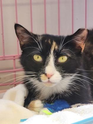 Tessa - Spirit Cat thumbnail 1