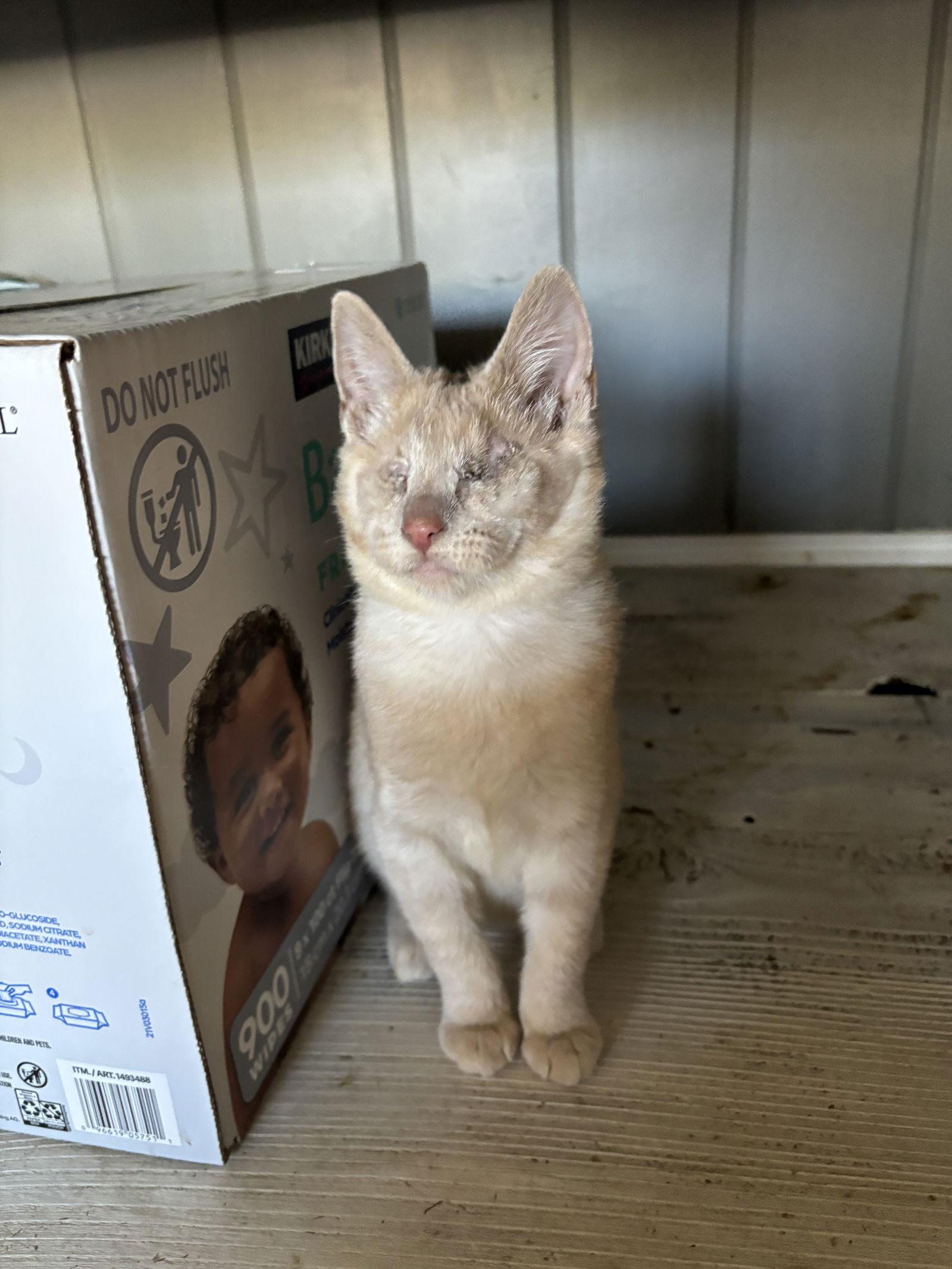 Enlarge Eleanor ( BC), a Adoptable Tabby in Vacaville, CA image 1/3