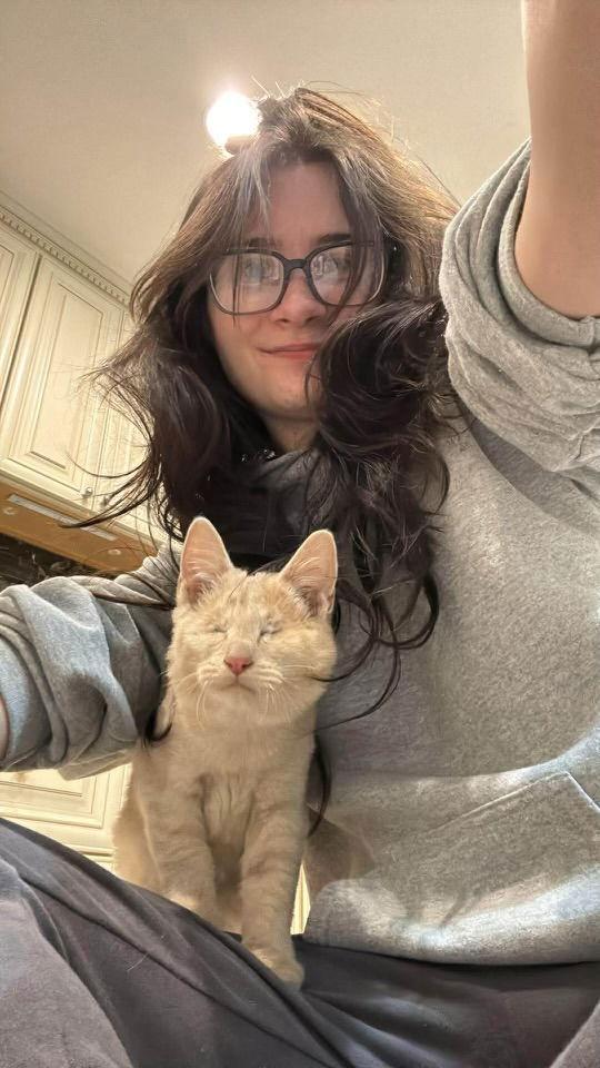 Enlarge Eleanor ( BC), a Adoptable Tabby in Vacaville, CA image 2/3